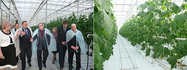 После ввода третьей очереди площадь тепличного комплекса составит более 17 га
